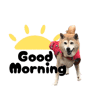 柴犬さくちゃんの日常2（個別スタンプ：3）