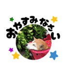 柴犬さくちゃんの日常2（個別スタンプ：5）
