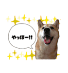 柴犬さくちゃんの日常2（個別スタンプ：7）