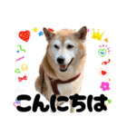 柴犬さくちゃんの日常2（個別スタンプ：8）