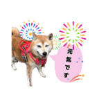 柴犬さくちゃんの日常2（個別スタンプ：9）