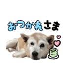 柴犬さくちゃんの日常2（個別スタンプ：10）