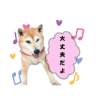 柴犬さくちゃんの日常2（個別スタンプ：11）