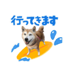 柴犬さくちゃんの日常2（個別スタンプ：12）