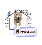 柴犬さくちゃんの日常2（個別スタンプ：13）
