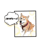 柴犬さくちゃんの日常2（個別スタンプ：14）