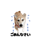 柴犬さくちゃんの日常2（個別スタンプ：15）