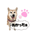 柴犬さくちゃんの日常2（個別スタンプ：16）