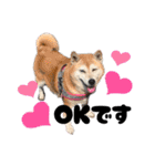 柴犬さくちゃんの日常2（個別スタンプ：17）