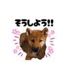 柴犬さくちゃんの日常2（個別スタンプ：19）