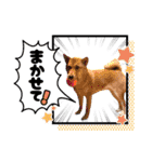 柴犬さくちゃんの日常2（個別スタンプ：20）