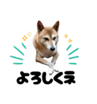 柴犬さくちゃんの日常2（個別スタンプ：21）