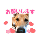 柴犬さくちゃんの日常2（個別スタンプ：22）