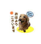 ハッピーここちゃん（個別スタンプ：1）