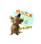 ハッピーここちゃん（個別スタンプ：2）