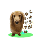 ハッピーここちゃん（個別スタンプ：8）
