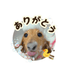ハッピーここちゃん（個別スタンプ：14）