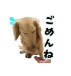 ハッピーここちゃん（個別スタンプ：19）