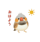 キンカチョウのスタンプ！（個別スタンプ：2）