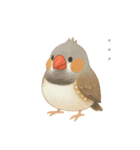 キンカチョウのスタンプ！（個別スタンプ：4）
