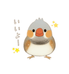 キンカチョウのスタンプ！（個別スタンプ：5）