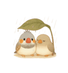 キンカチョウのスタンプ！（個別スタンプ：7）