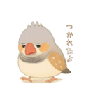キンカチョウのスタンプ！（個別スタンプ：10）