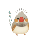キンカチョウのスタンプ！（個別スタンプ：13）