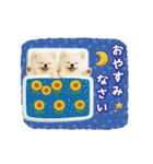 ▶動く癒しポメラニアンの「夏」の毎日（個別スタンプ：8）