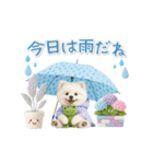 ▶動く癒しポメラニアンの「夏」の毎日（個別スタンプ：21）