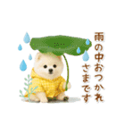 ▶動く癒しポメラニアンの「夏」の毎日（個別スタンプ：23）