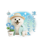 ▶動く癒しポメラニアンの「夏」の毎日（個別スタンプ：24）