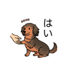 名前入りダックスシェーデッドレッド（個別スタンプ：6）