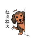 名前入りダックスシェーデッドレッド（個別スタンプ：12）