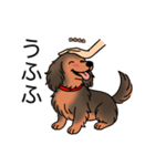 名前入りダックスシェーデッドレッド（個別スタンプ：19）