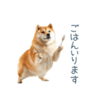 家族連絡しば犬【日常会話・かわいい】（個別スタンプ：7）