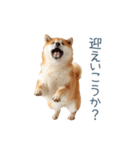 家族連絡しば犬【日常会話・かわいい】（個別スタンプ：9）