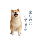 家族連絡しば犬【日常会話・かわいい】（個別スタンプ：11）