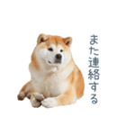 家族連絡しば犬【日常会話・かわいい】（個別スタンプ：12）