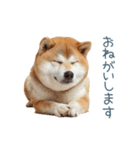 家族連絡しば犬【日常会話・かわいい】（個別スタンプ：13）