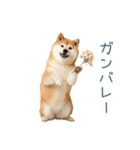 家族連絡しば犬【日常会話・かわいい】（個別スタンプ：14）