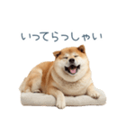 家族連絡しば犬【日常会話・かわいい】（個別スタンプ：15）