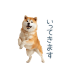 家族連絡しば犬【日常会話・かわいい】（個別スタンプ：16）