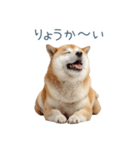 家族連絡しば犬【日常会話・かわいい】（個別スタンプ：17）