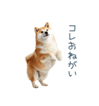 家族連絡しば犬【日常会話・かわいい】（個別スタンプ：18）