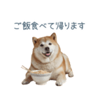家族連絡しば犬【日常会話・かわいい】（個別スタンプ：19）