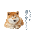 家族連絡しば犬【日常会話・かわいい】（個別スタンプ：20）