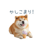 家族連絡しば犬【日常会話・かわいい】（個別スタンプ：21）