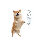 家族連絡しば犬【日常会話・かわいい】（個別スタンプ：22）
