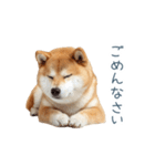 家族連絡しば犬【日常会話・かわいい】（個別スタンプ：23）